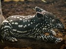 Mlád tapíra abrakového narozené ve tvrtek ráno vypadá zdravé a silné, od...