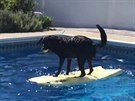 Chytrý pes plul na plováku, aby si vytáhl míek z bazénu.