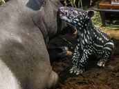 Mládě tapíra čabrakového.
