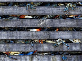 KORÝI. Rybái v americkém Marylandu si pedávají znalost lovu modrých krab z...