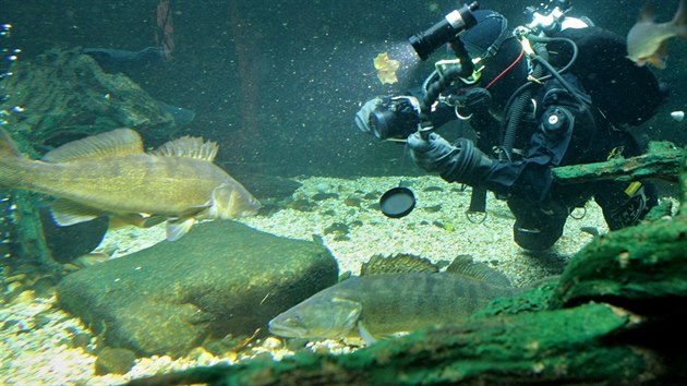 Potápěči fotografovali a krmili ryby v expozici Česká řeka v plzeňské zoologické zahradě. (13. října 2015)