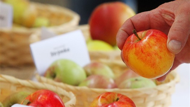 Lzesk festival jablek na kolond v Marinskch Lznch. Soust byla tak prezentace jablench odrd a jejich plod, ochutnvka motu nebo sout o nejlep trdl (10. 10. 2015)