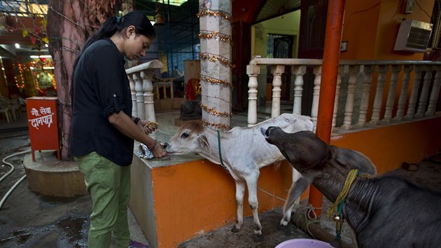 V Indii narůstá počet konfliktů mezi muslimy a hinduisty kvůli konzumaci hovězího masa (13. října 2015).
