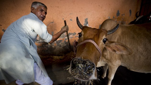 V Indii narůstá počet konfliktů mezi muslimy a hinduisty kvůli konzumaci hovězího masa (13. října 2015).