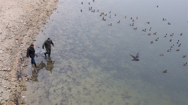 tern vysazovn candt v Jablonci nad Nisou.