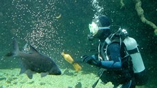 Potápi fotografovali a krmili ryby v expozici eská eka v plzeské...