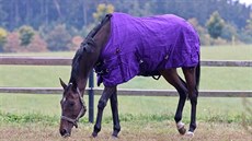 Vítzný k Velké Pardubické 2015 Nikas ze stáje Srdéko sídlící v Hvozdu na...