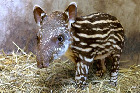 Mlád tapíra v jihlavské zoologické zahrad.