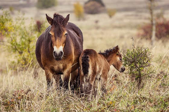 Klisna se po dvou dnech intenzivní veterinární pée vrací i s híbtem na pastviny u Milovic. Te budou potebovat hlavn klid, proto odborníci prosí veejnost, aby návtvu u koní lidé odloili na pozdji.  