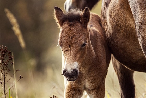 Po nkolika staletích se dnes v Milovicích narodilo první híb divokých koní....