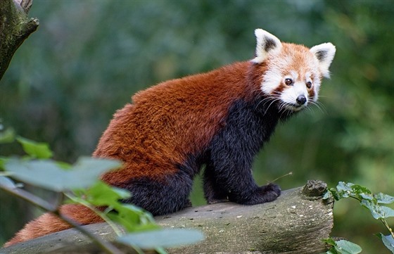 Kdo chce mláata pandy ervené vidt, musí se dívat do vtví strom.