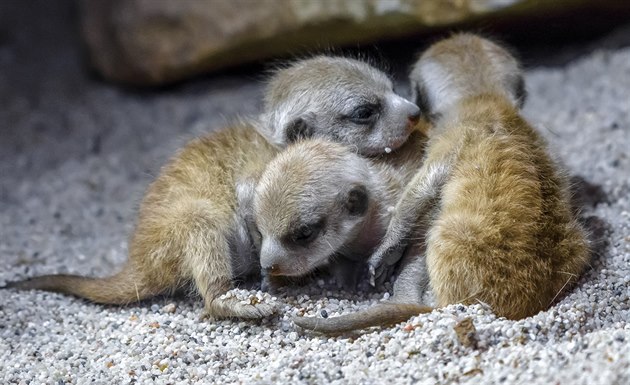 trnáctidenní mláata surikat v praské zoologické zahrad.