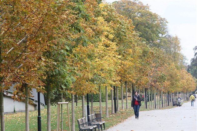 P�ed pár lety obnovenou olomouckou Rudolfovu alej �eká velké kácení. Stromy toti� napadla smrtelná choroba, slizotoková nekróza.