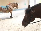 V kryté jízdárn se kon s pacienty procházejí po jemném písku.