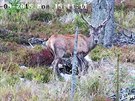 Webkamera zachytila jelena v Návtvnickém centru Kvilda na umav