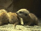 Dvoutýdenní mláata surikat se mají k svtu