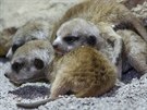 Novorozená mláata surikat (narozená 7. íjna 2015) v praské zoo mohou...
