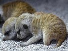 Ti mláata surikat narozená 7. íjna jsou ji tvrtým vrhem dominantní samice...