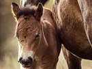 Po nkolika staletích se dnes v Milovicích narodilo první híb divokých koní....
