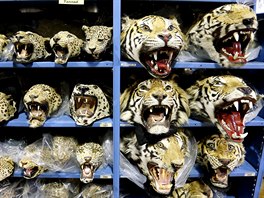 TICHÝ ŘEV. Ilegálně přepravované hlavy tygrů a leopardů uskladněné v prostorách...