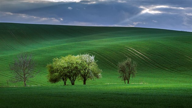 Bhem dne, kdy vbec nebylo pkn poas, zaalo na chvli zpoza mrak prosvtat slunce. Jeden z paprsk ozil ti stromy, kterm nkte m kolegov fotografov kaj "ti nevsty". 