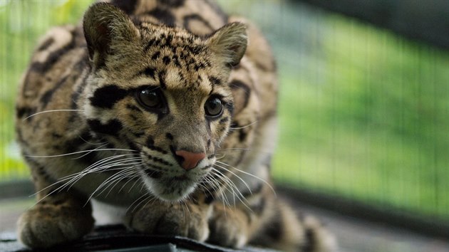 Pardál oblákový patí mezi ohroené druhy. Ostravská zoo je v jeho odchovu...