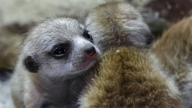 trnáctidenní mláata surikat v praské zoologické zahrad.
