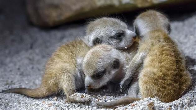 Novorozen mlata surikat (narozen 7. jna 2015) v prask zoo mohou nvtvnci vidt nezvykle brzy. 