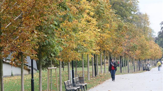 Obnovenou olomouckou Rudolfovu alej ek velk kcen. Stromy toti napadla smrteln choroba, slizotokov nekrza.