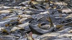 Společnost Rybniční hospodářství v Lázních Bohdaneč letos vyprodukovala kolem 200 tun ryb.  