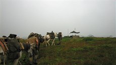 V roce 2002 nasadila nmecká armáda muly a mezky k zásobování kontrolních...