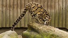 Pardál oblákový v Zoo Ostrava