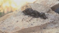 Mravenci zlikvidují za necelý den tlíko mrtvého ptáka