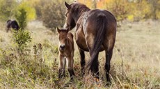 Klisna se po dvou dnech intenzivní veterinární pée vrací i s híbtem na pastviny u Milovic. Te budou potebovat hlavn klid, proto odborníci prosí veejnost, aby návtvu u koní lidé odloili na pozdji.  