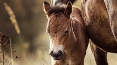 Klisna se po dvou dnech intenzivní veterinární pée vrací i s híbtem na pastviny u Milovic. Te budou potebovat hlavn klid, proto odborníci prosí veejnost, aby návtvu u koní lidé odloili na pozdji.  