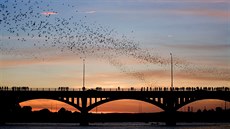 Austin, Texas, hejna netopýr