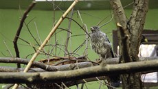 Turako �edý v brn�nské zoo.