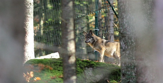 V Srní na Šumavě mohou návštěvníci pozorovat vlky.
