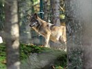 Nový výbh a centrum u Srní ukazují ivot vlk.