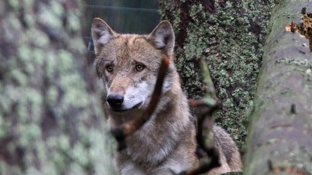 Návštěvnickém centru v Srní je věnované vlkům.