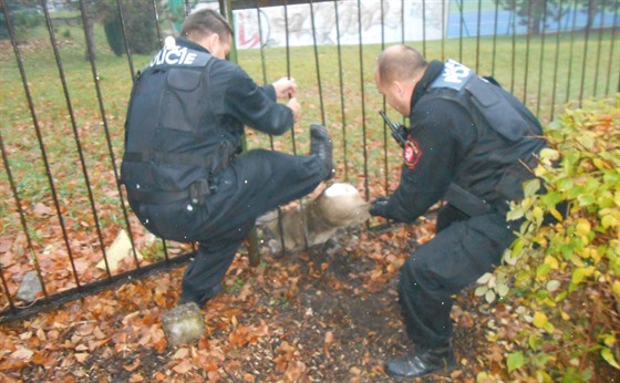 Hlídka elezné tye roztáhla a srnu z plotu vyprostila.