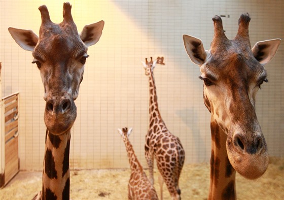 Žirafy v liberecké zoo