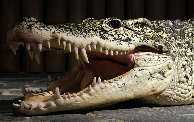 Krokodýl kubánský.