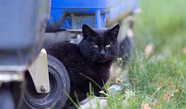 Přemnožené kočky s infekcemi strádají hlady, města navrhují kastrace