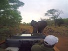 Slon proti jeepu, rezervace Limpopo v JAR,