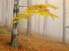 Kdy na podzimní lesy v eském výcarsku padne mlha, mají a snovou atmosféru. 