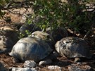 Aldabra má pro suchozemské elvy obrovské ideální podmínky i díky pomrn...