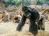Richard je vedoucím gorilí skupiny v pražské zoo.