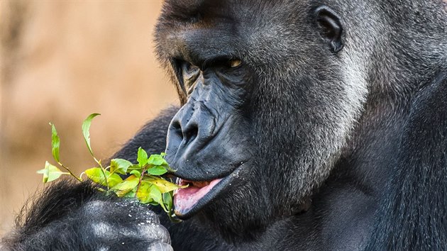Richard je jednm z nejkrsnjch gorilch samc v Evrop a jeho goril skupina funguje, jak m. Prvem je jednou z hvzd prask zoo.
