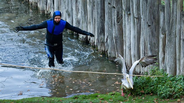 Oetovatel ve dvorsk zoo vce ne ticet ptk s mohutnm zobkem chytili bhem hodiny (4.11.2015).